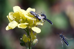 Panurginus albopilosus