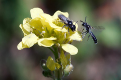 Panurginus albopilosus