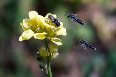 Panurginus albopilosus