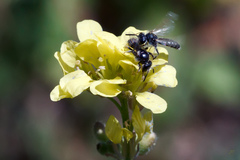 Panurginus albopilosus