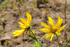 Helianthus cusickii