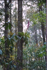Tillandsia lucida