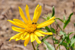 Helianthus cusickii