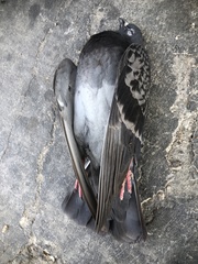 Columba livia domestica