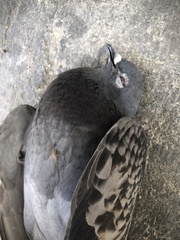 Columba livia domestica