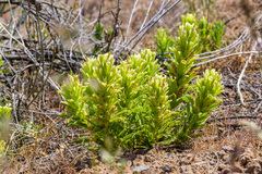 Castilleja xanthotricha
