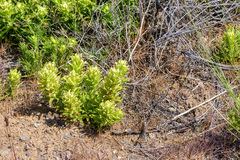 Castilleja xanthotricha