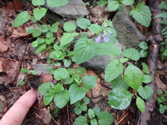 Scutellaria saxatilis