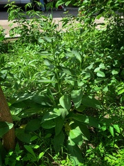 Symphytum caucasicum