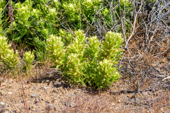 Castilleja xanthotricha
