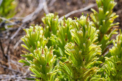Castilleja xanthotricha