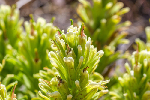 Castilleja xanthotricha