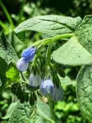 Symphytum caucasicum