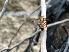 Polistes stigma