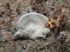 Phakellia ventilabrum