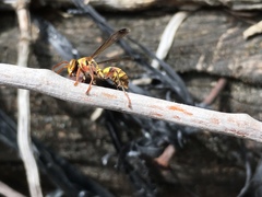 Polistes stigma