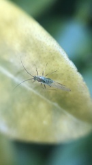 Aphididae