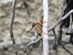 Polistes stigma