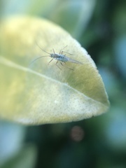 Aphididae