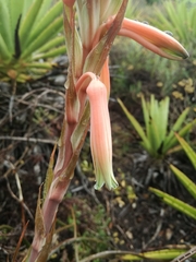 Aloe micracantha