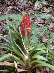 Tillandsia ponderosa