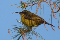 Nectarinia kilimensis