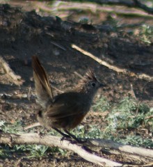 Rhinocrypta lanceolata