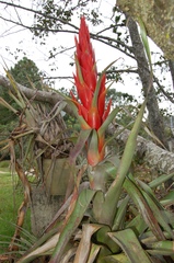 Tillandsia ponderosa