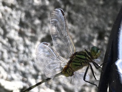 Orthetrum serapia
