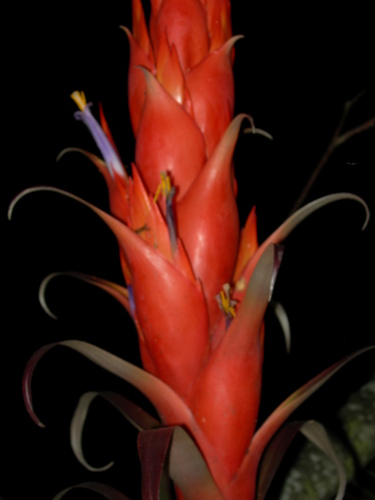 Tillandsia ponderosa