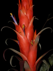 Tillandsia ponderosa