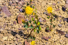 Cleomella platycarpa
