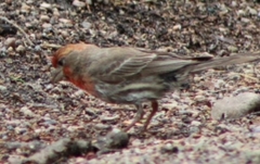 Haemorhous mexicanus