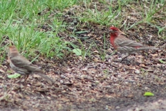Haemorhous mexicanus