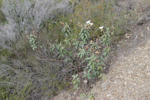 Cistus laurifolius (Cistus laurifolius)