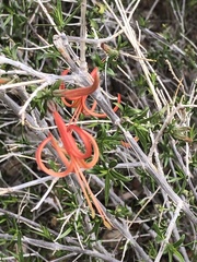 Anisacanthus linearis