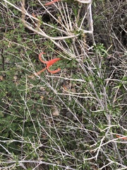 Anisacanthus linearis