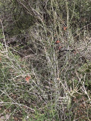 Anisacanthus linearis