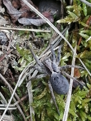 Alopecosa inquilina