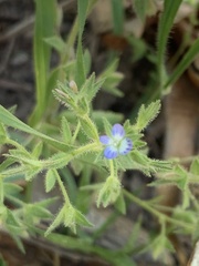 Veronica biloba