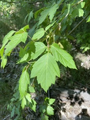 Acer negundo