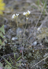 Arabidopsis suecica