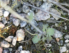 Arabidopsis suecica
