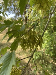 Acer negundo