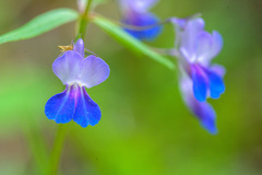 Collinsia grandiflora