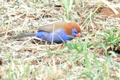 Granatina ianthinogaster