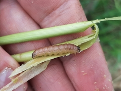 Lateroligia ophiogramma