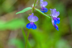 Collinsia grandiflora