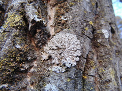 Parmelia