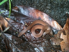 Lasalle's Ground Snake photo 5